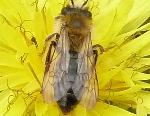 abeille domestique