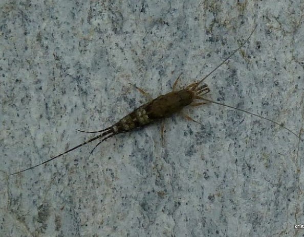 malachilide