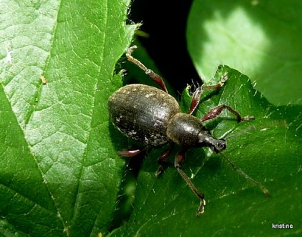 liophloeus tessalatus