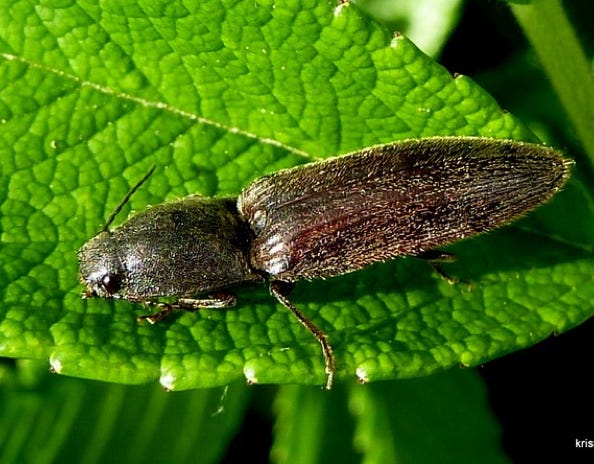 Agriotes lineatus