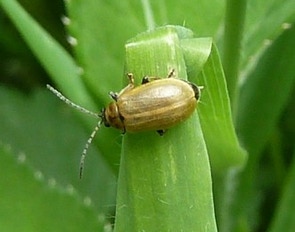 lochmaea capreae