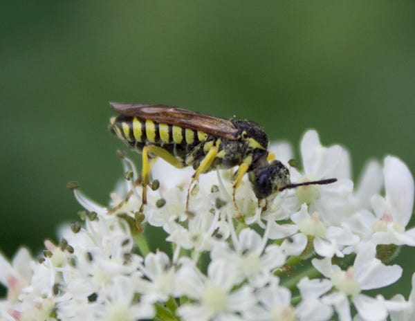 Macrophya montana