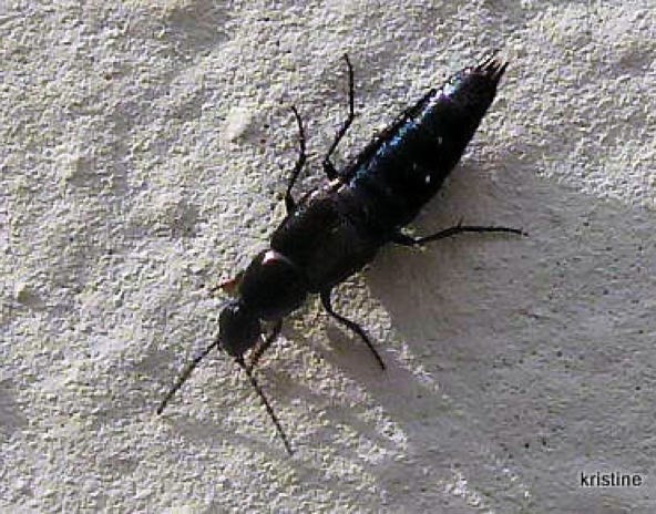 philonthus-sp