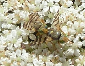 tephritides-mouches-des-fruits