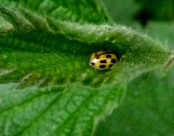 adalia-bipunctata
