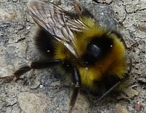 bombus-hortorum