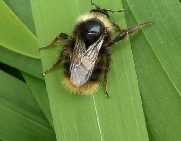 bombus-pratorum