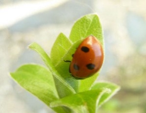 coccinelle des melons