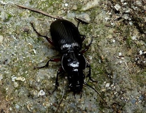 pterostichus madidus