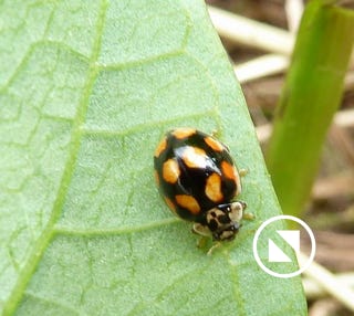 grande-coccinelle-orange
