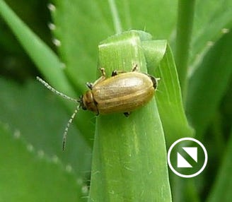 lochmaea capreae