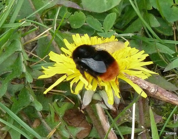 bombus-lapidarius