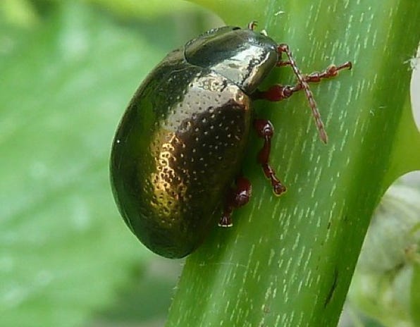 chrysomele-de-banks