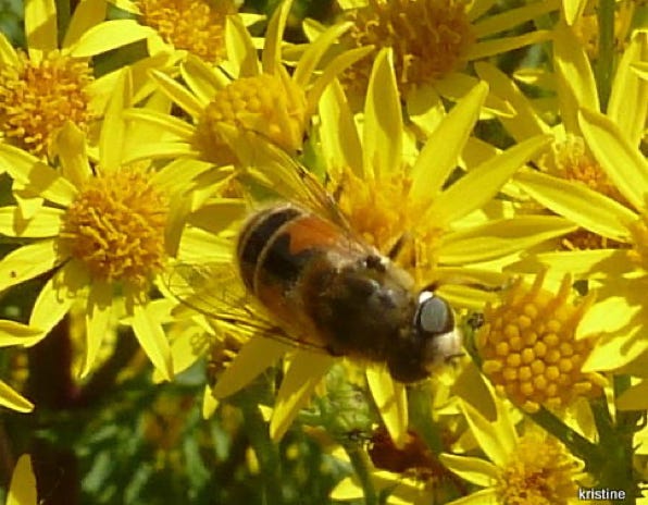 eristale tenace
