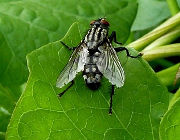 graphomya-maculata