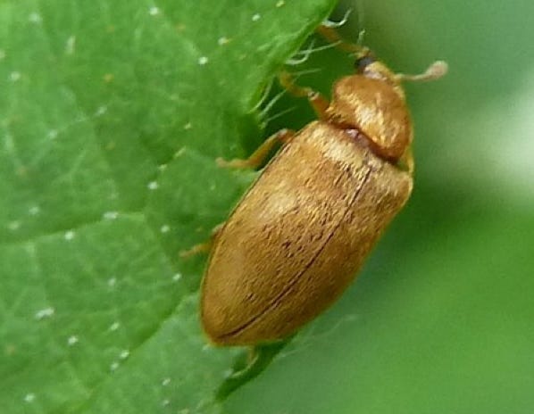 raspberry-beetle