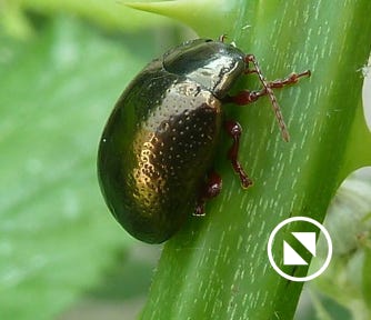chrysomele-de-banks