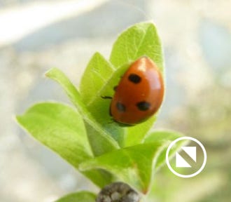 coccinelle des melons