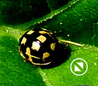 coccinelle-propylea