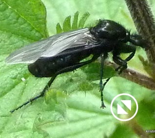 dilophus-febrilis