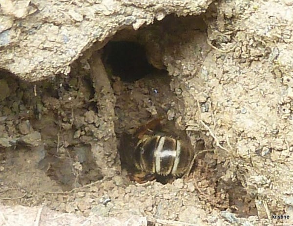 andrena-cineraria