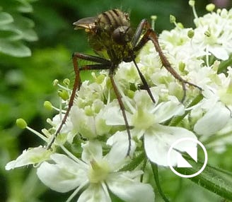 empis-tessallata