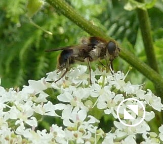 eristalis-intricaria