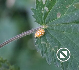 grande-coccinelle-orange