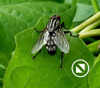 graphomya-maculata