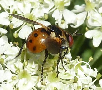 gymnosoma_rotundatum