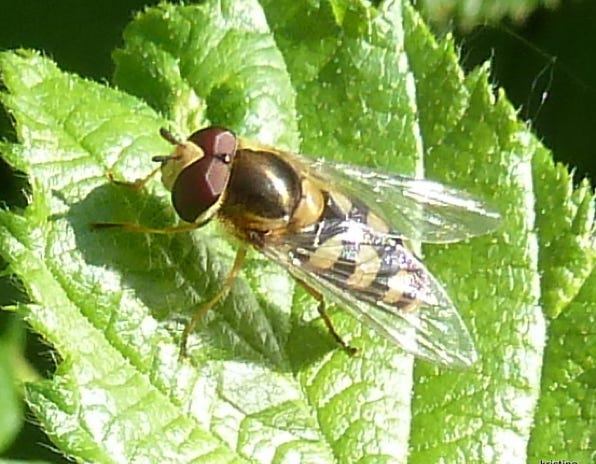 syrphe-des-corolles