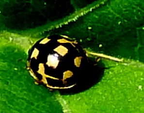 coccinelle-propylea