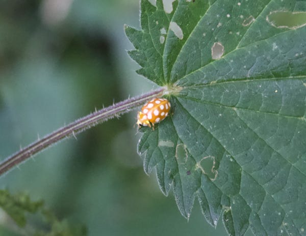 grande-coccinelle-orange
