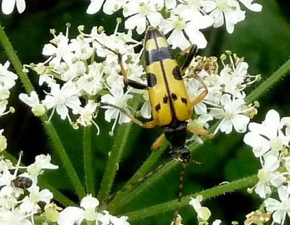 lepture tachetée