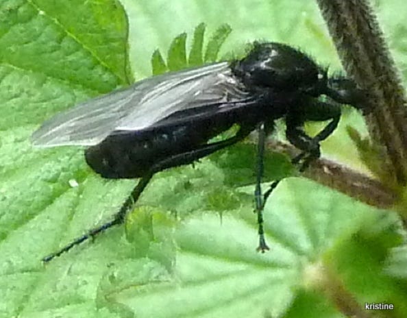 dilophus-febrilis