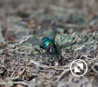 myathropa-florea-