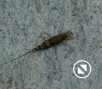 malachilide