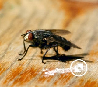 rhagio-tringarius