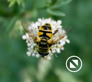 myathropa-florea-