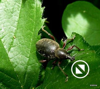 liophloeus tessalatus