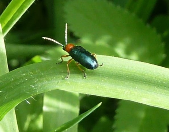chilotomine-a-tarses-noirs