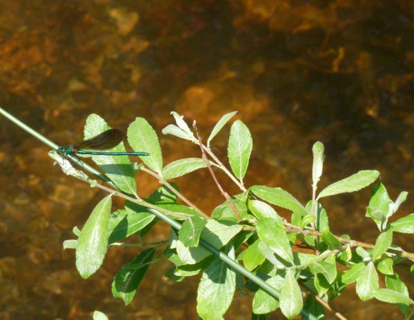 caloptéryx vierge