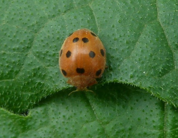 coccinelle des melons