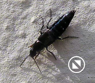 philonthus-sp