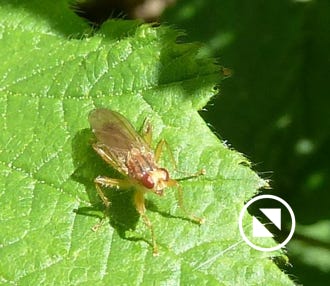 psila-fimetaria