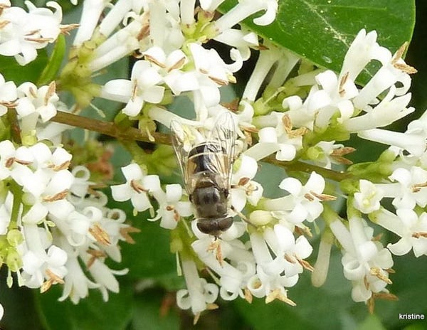 andrena-flavipes