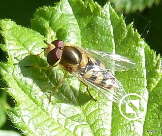 syrphe-des-corolles