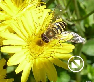 syrphus-ribesii-