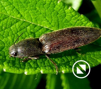 Agriotes lineatus