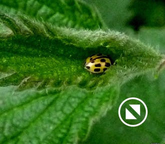 adalia-bipunctata